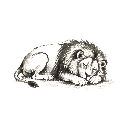 Sumi-e ink brushwork of a single lion lying asleep in a clearing, head resting on paws, body rendered in two or three confident calligraphic brushstrokes, alone in empty space